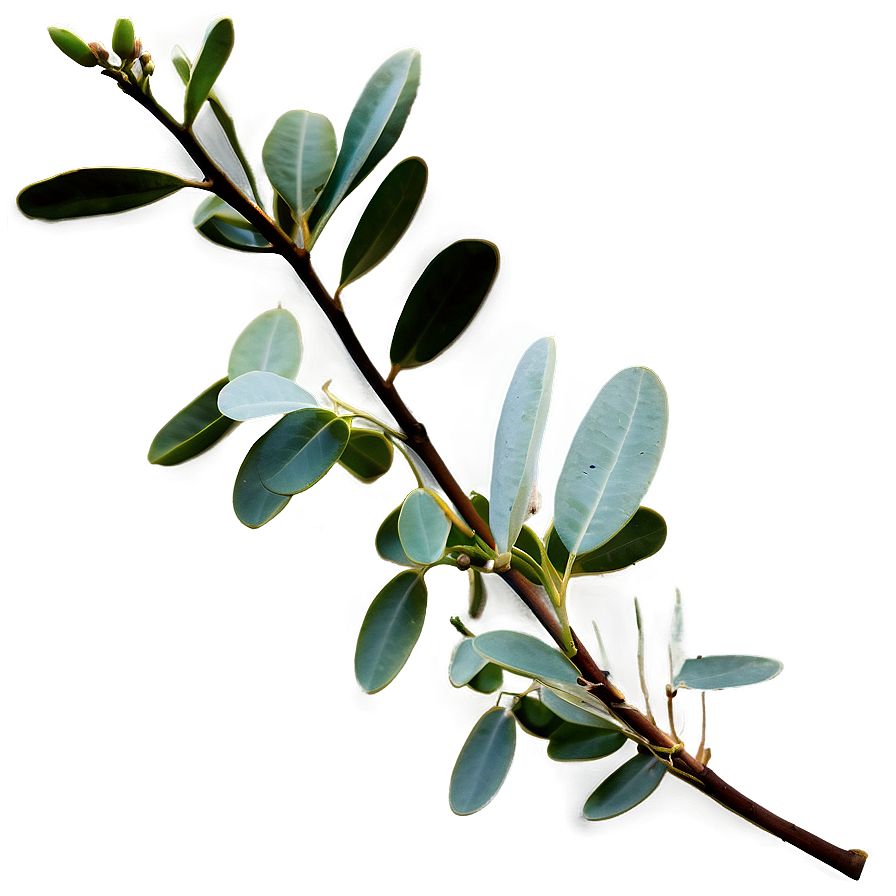 Eucalyptus Branch Png Wys6 PNG image