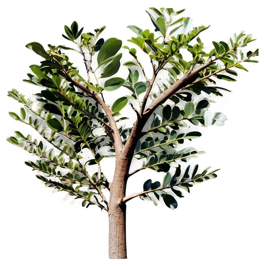 Eucalyptus Gum Tree Png Yxx PNG image