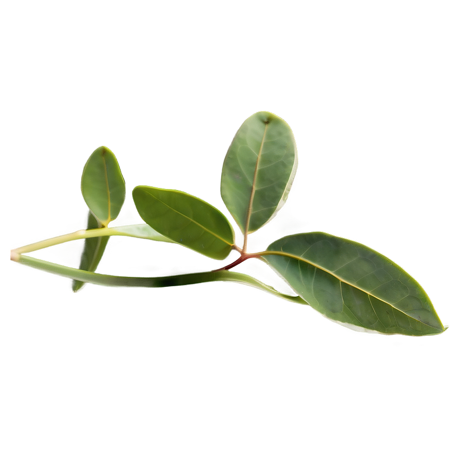 Eucalyptus Herbal Tea Png Wtn30 PNG image