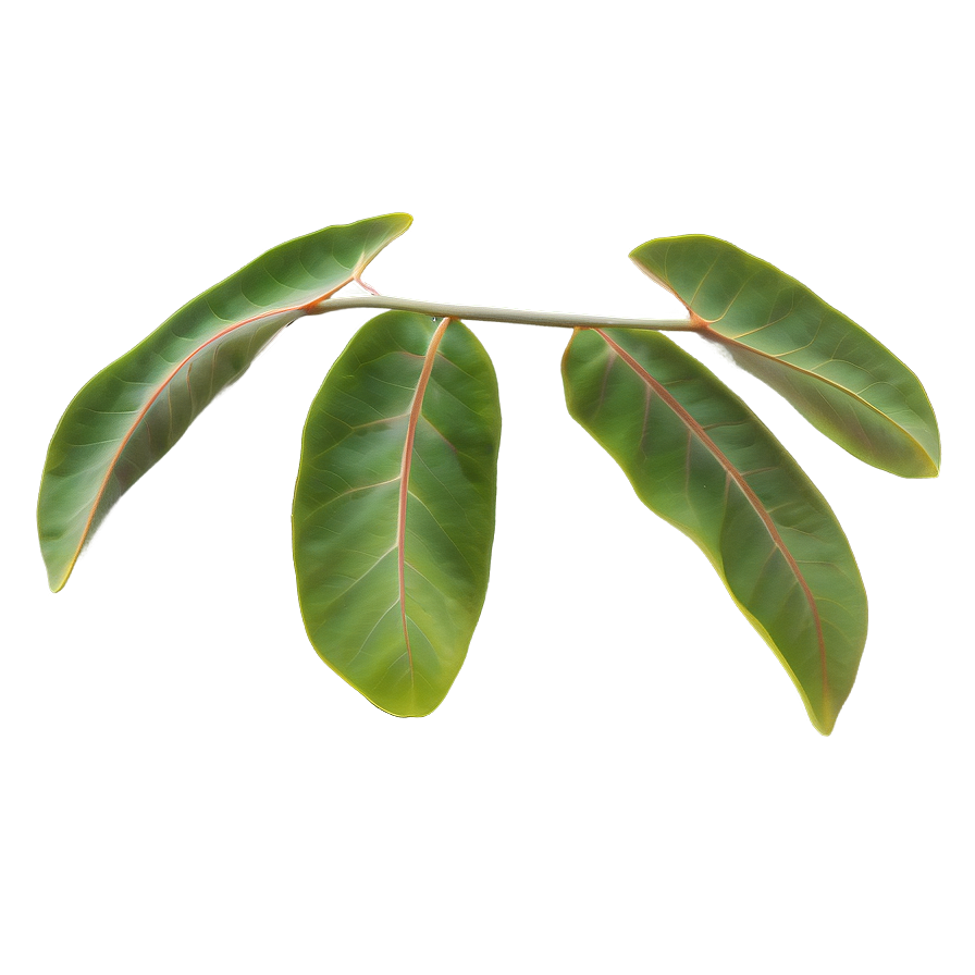 Eucalyptus Leaf Pattern Png 05242024 PNG image