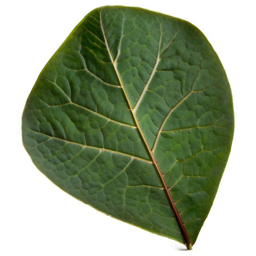 Eucalyptus Leaf Veins Png 05242024 PNG image