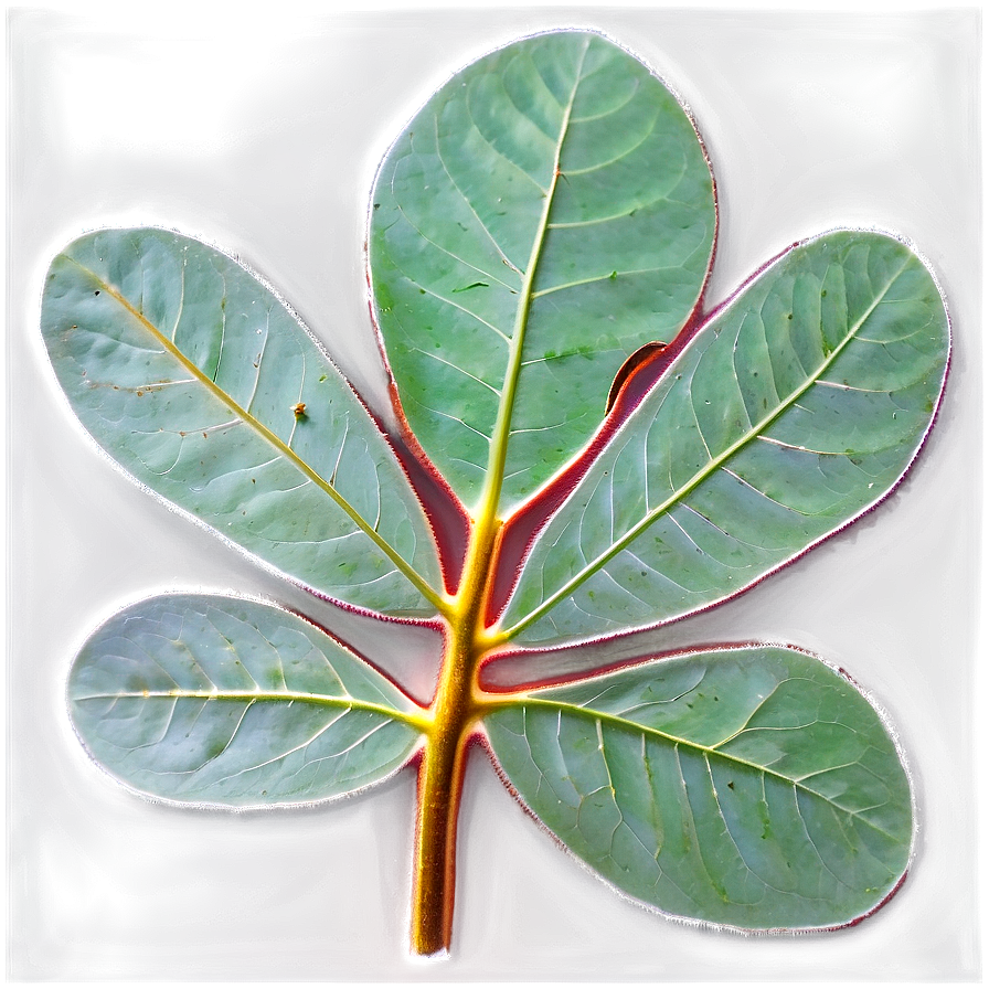 Eucalyptus Leaf Veins Png 05242024 PNG image