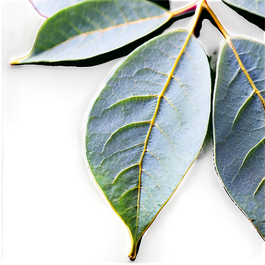 Eucalyptus Leaf Veins Png Xeb PNG image