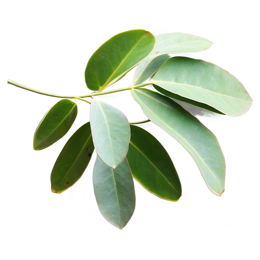 Eucalyptus Leaves A PNG image