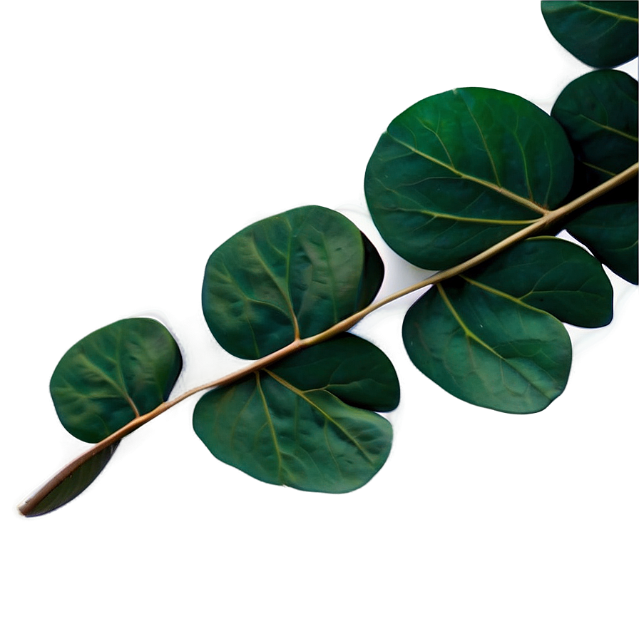 Eucalyptus Leaves Border Png 05242024 PNG image