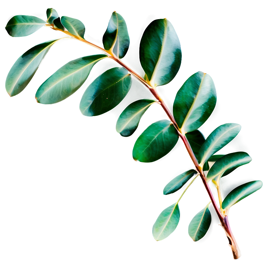 Eucalyptus Leaves Border Png 05242024 PNG image