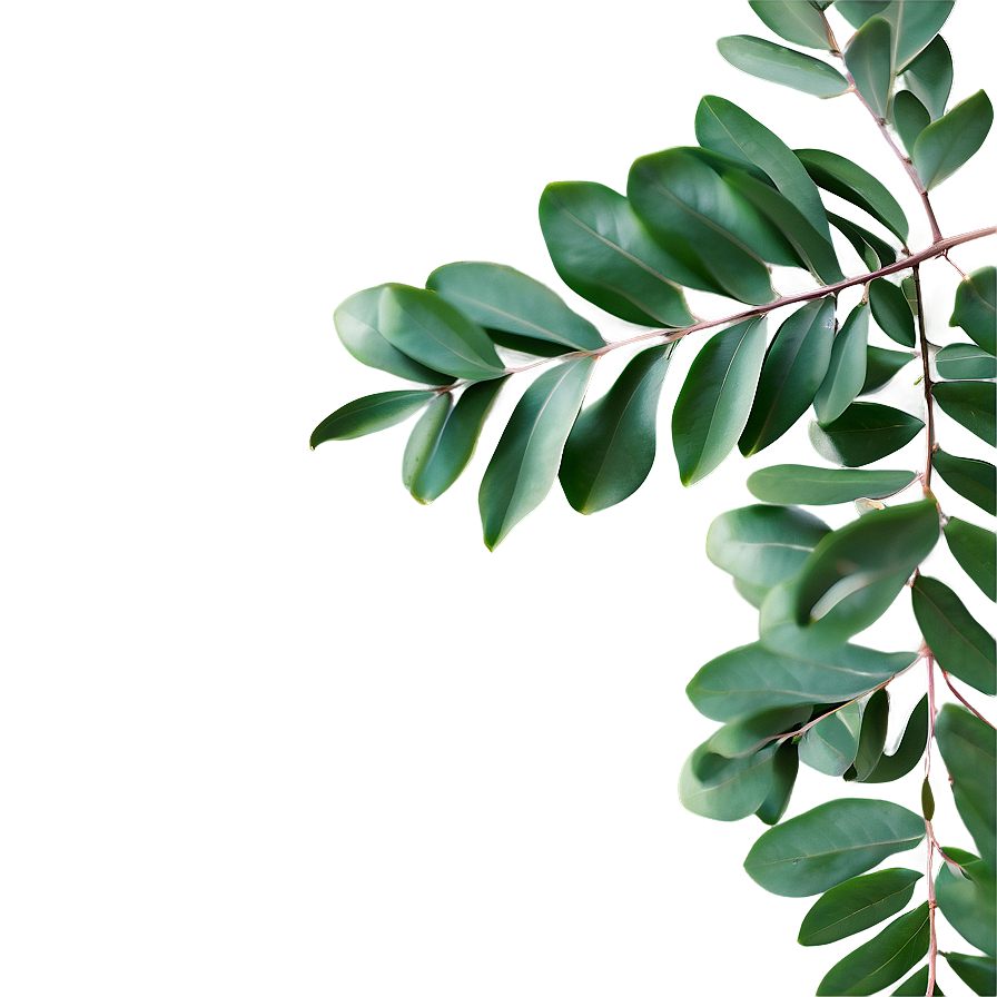 Eucalyptus Leaves Border Png 27 PNG image