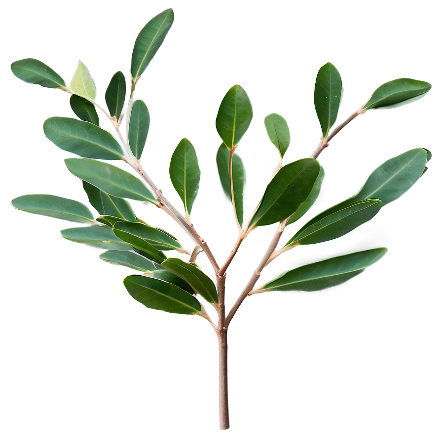 Eucalyptus Leaves Border Png Jdu17 PNG image