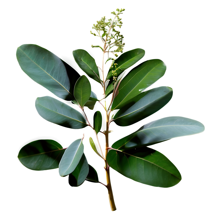 Eucalyptus Leaves Border Png Lkg PNG image