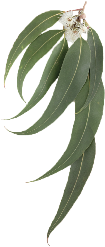 Eucalyptus Leaves Branch Flowers PNG image