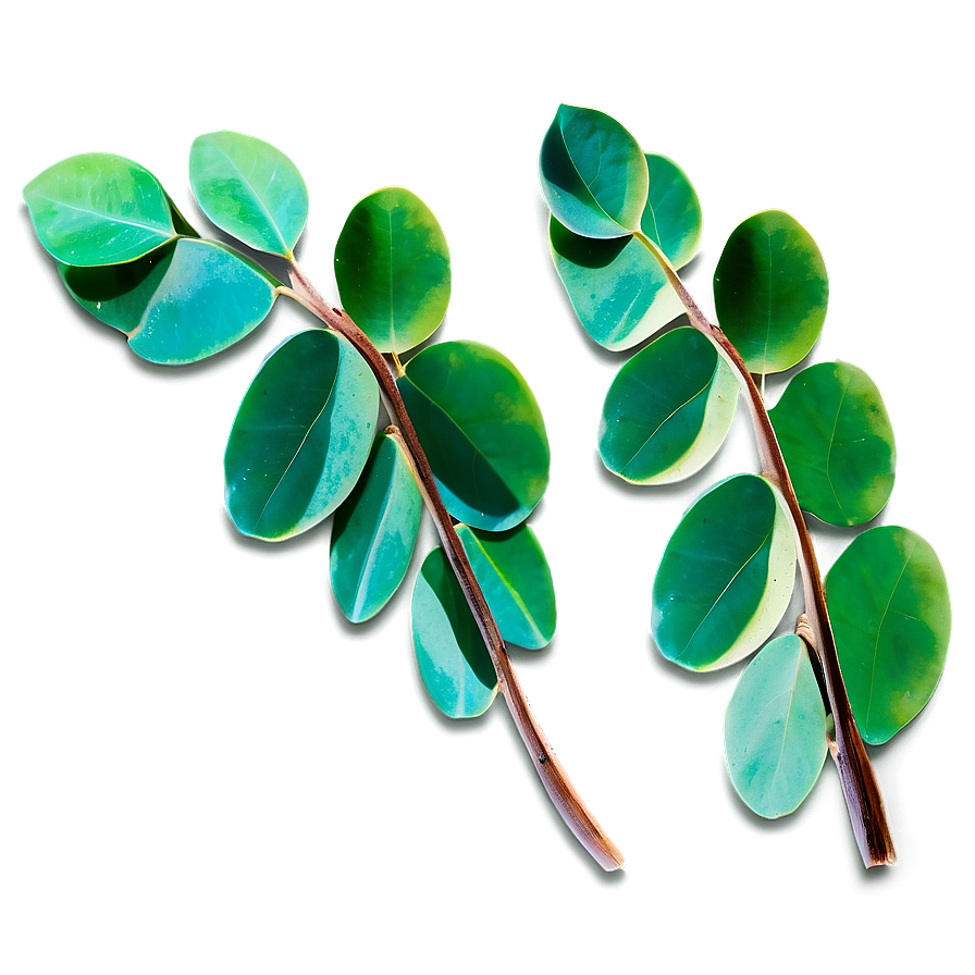 Eucalyptus Leaves Craft Png Qle7 PNG image