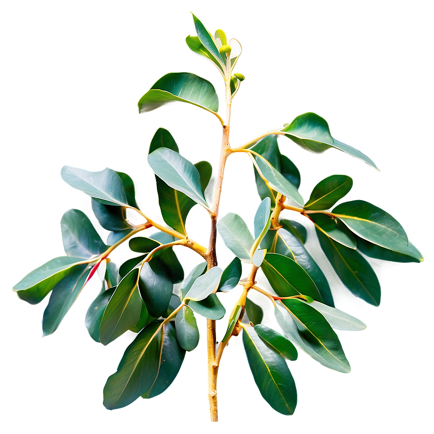 Eucalyptus Leaves D PNG image