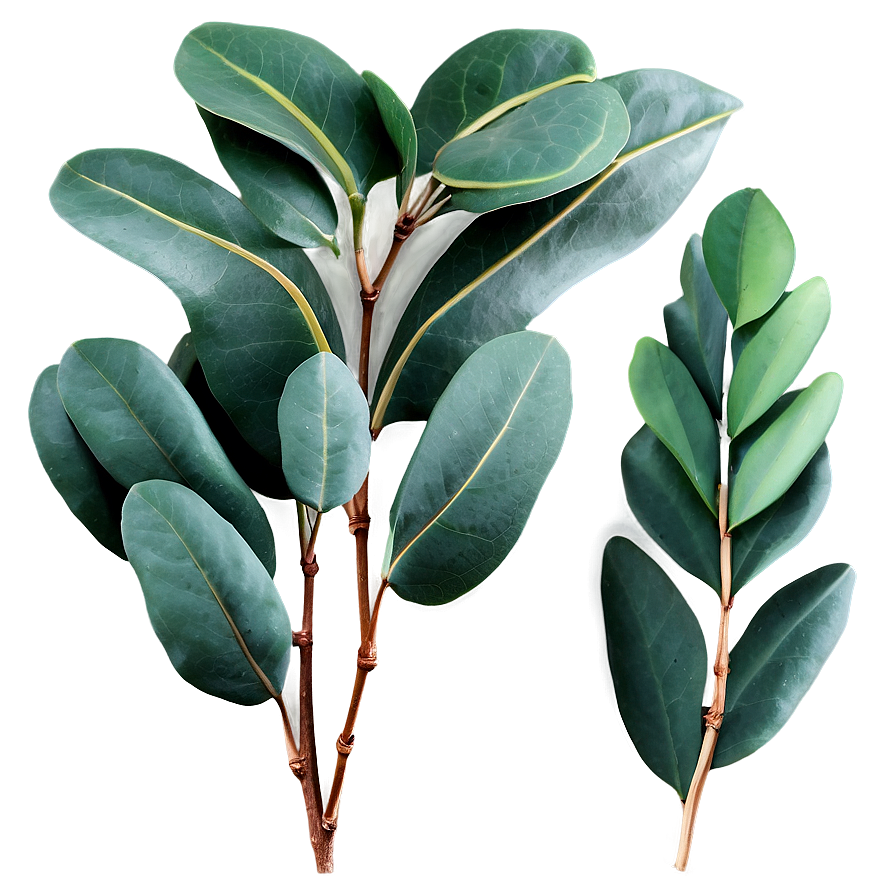 Eucalyptus Leaves Decoration Png 06272024 PNG image