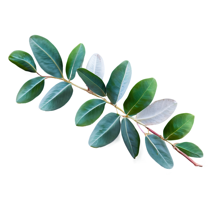 Eucalyptus Leaves Decoration Png 06272024 PNG image