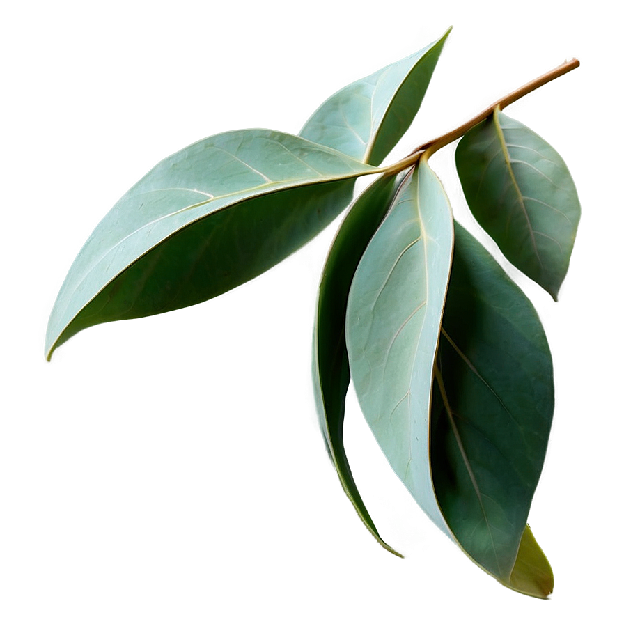 Eucalyptus Leaves Decoration Png 35 PNG image