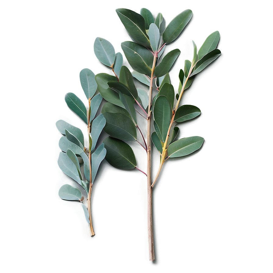 Eucalyptus Leaves Flat Png Mpw PNG image