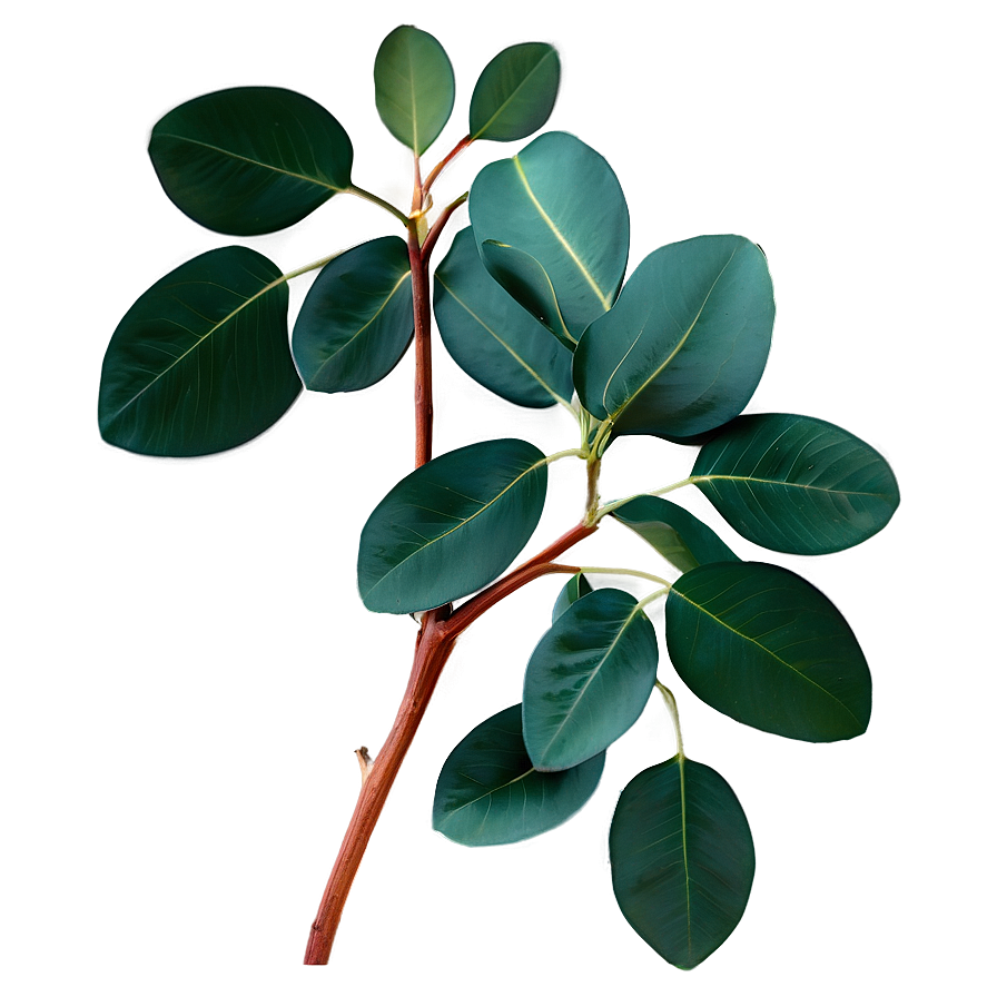 Eucalyptus Leaves For Shower Png 06272024 PNG image