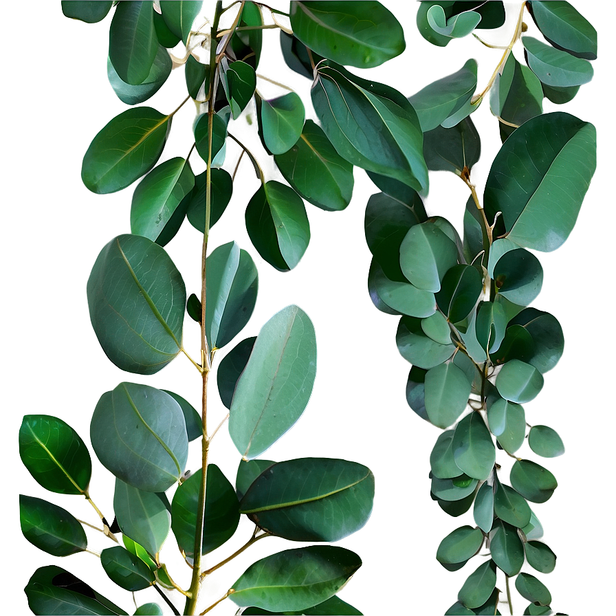 Eucalyptus Leaves Frame Png Sio PNG image