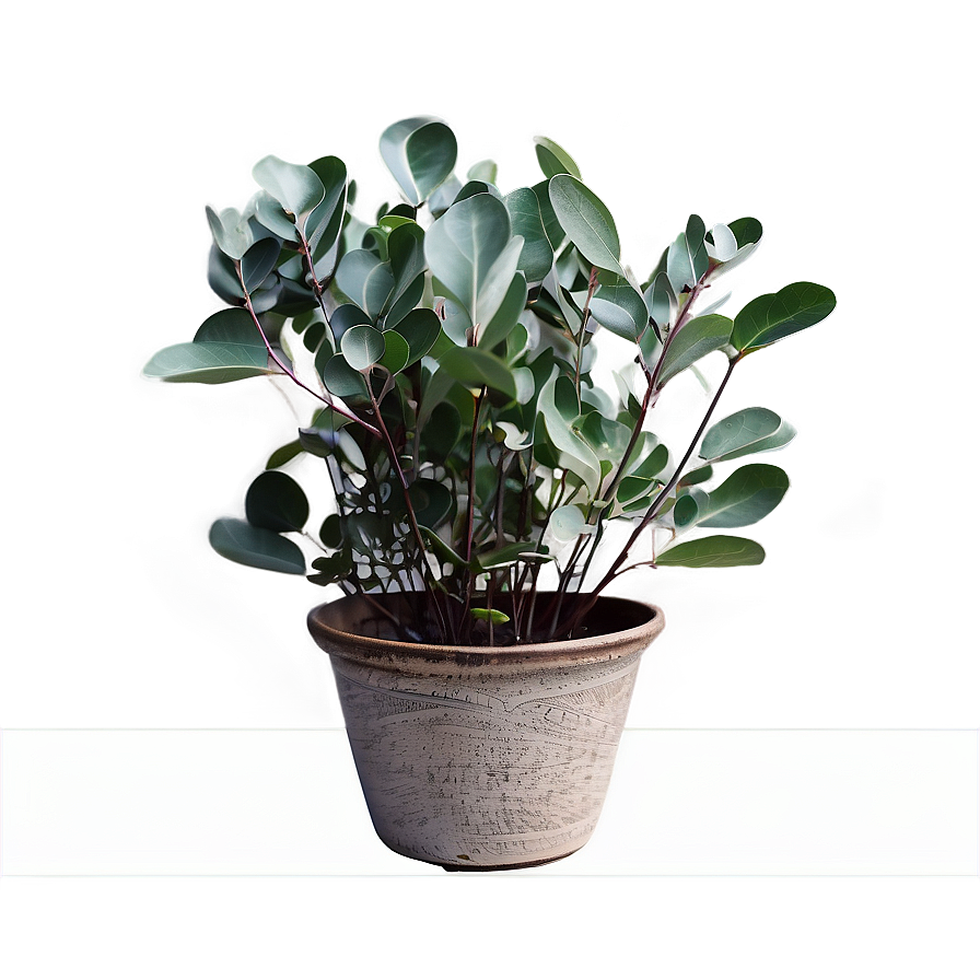 Eucalyptus Leaves In Pot Png 27 PNG image