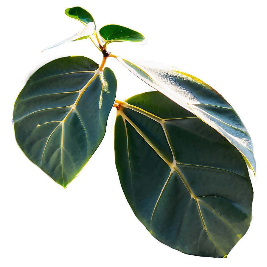 Eucalyptus Leaves In Sunlight Png 05242024 PNG image