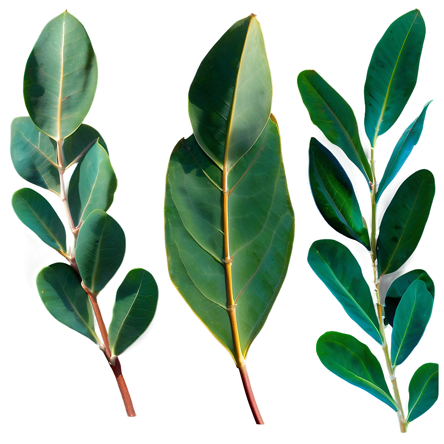 Eucalyptus Leaves In Sunlight Png 14 PNG image