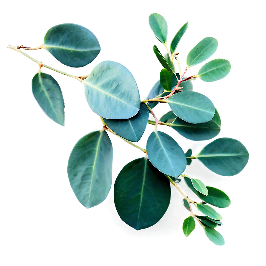 Eucalyptus Leaves Overlay Png Prd PNG image