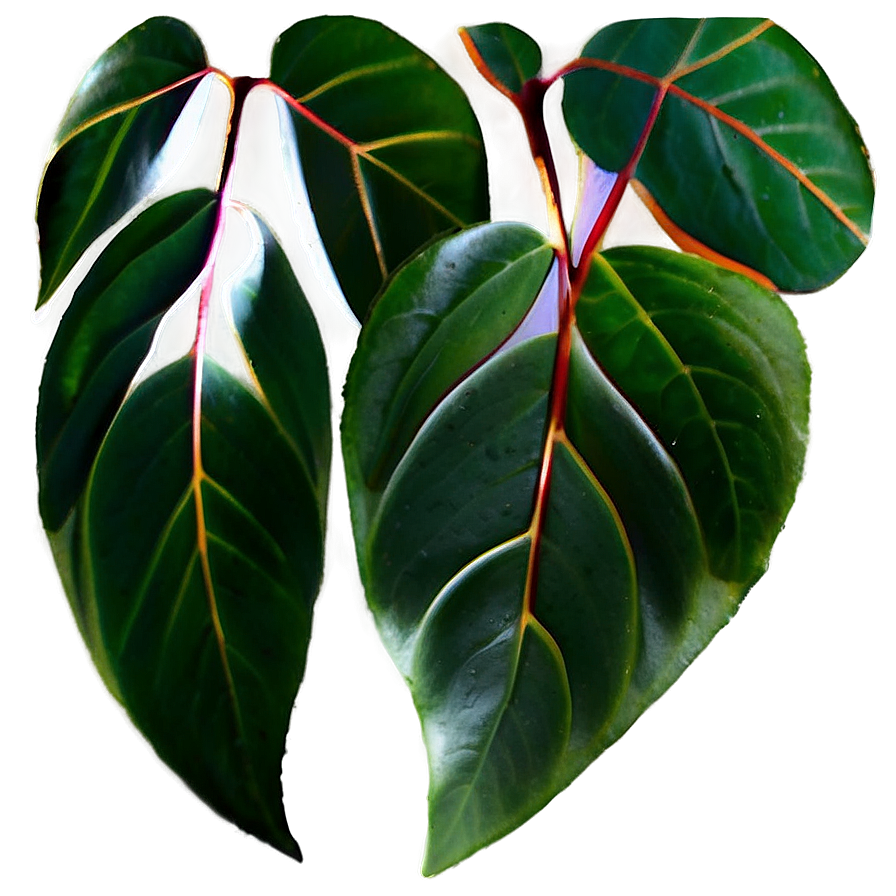 Eucalyptus Leaves Png 05042024 PNG image