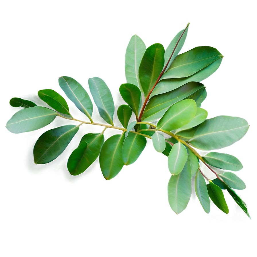 Eucalyptus Leaves Png 48 PNG image