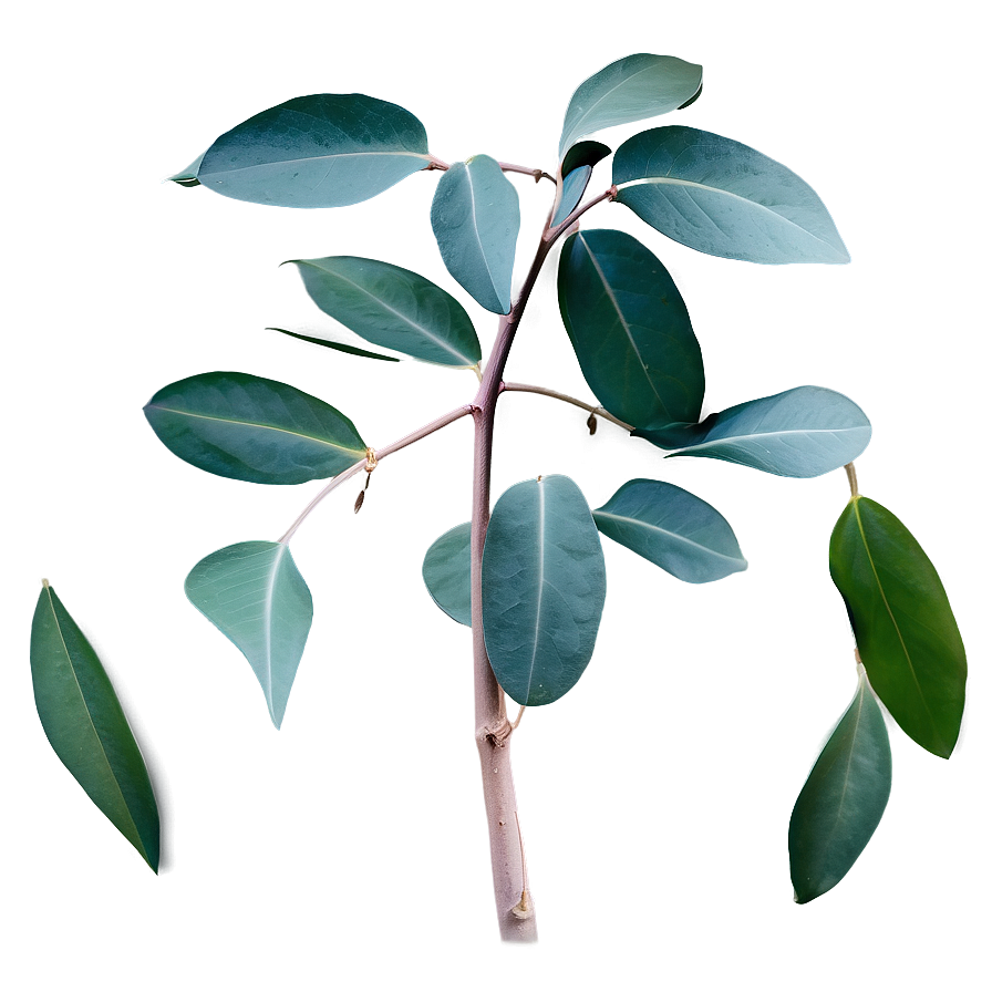 Eucalyptus Leaves Scent Png 06272024 PNG image