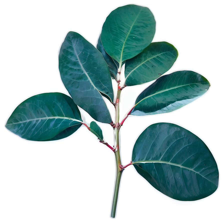 Eucalyptus Leaves Scent Png 34 PNG image