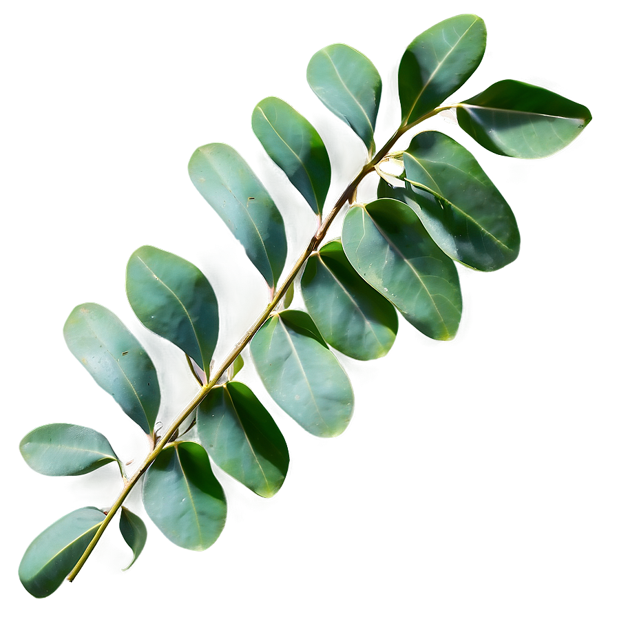 Eucalyptus Leaves Texture Png 34 PNG image