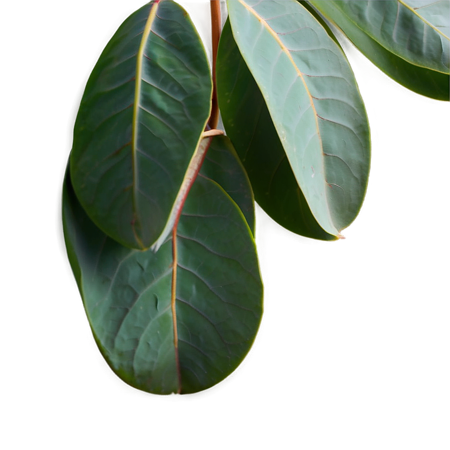 Eucalyptus Leaves Transparent Png Jxd75 PNG image