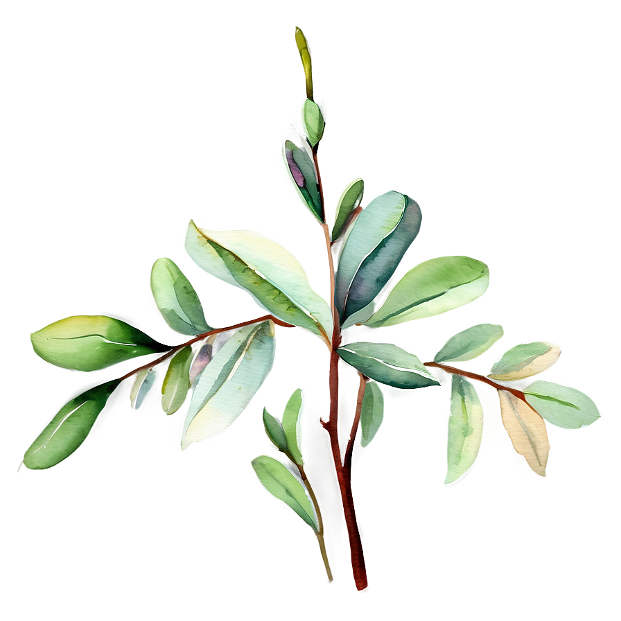 Eucalyptus Sprig Watercolor Png Chn38 PNG image