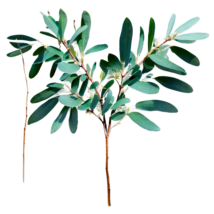 Eucalyptus Tree Branch Png 93 PNG image