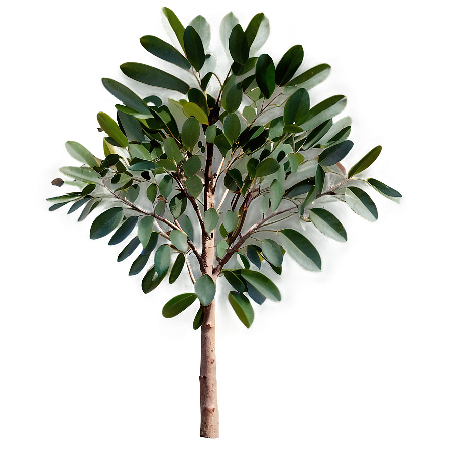 Eucalyptus Tree Leaves Png Atl PNG image