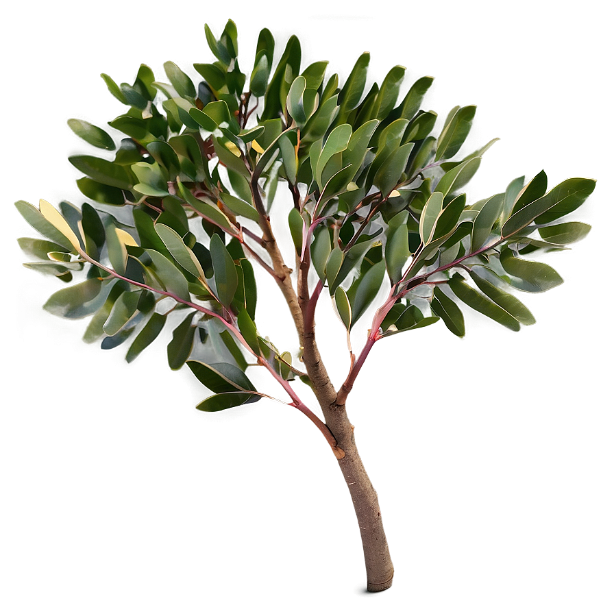 Eucalyptus Tree Leaves Png Emd53 PNG image