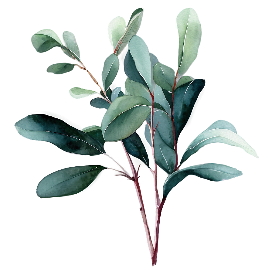 Eucalyptus Watercolor Desktop Wallpaper Png 06272024 PNG image