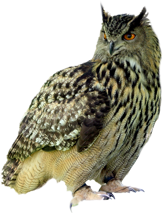 Eurasian Eagle Owl Portrait PNG image