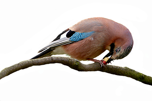 Eurasian Jay Perchedon Branch PNG image