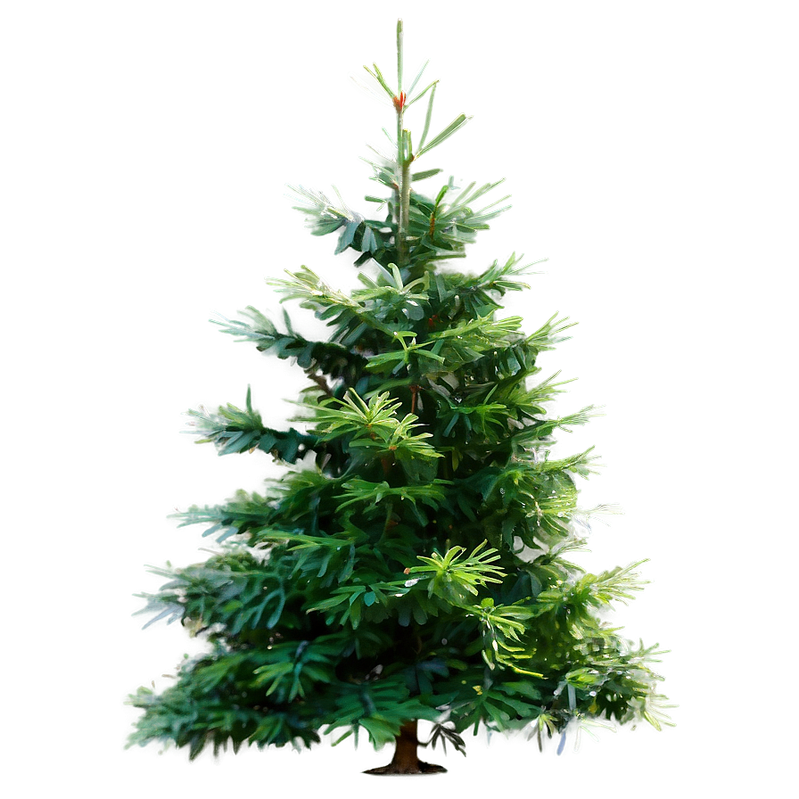 Evergreen Cedar Tree Png 18 PNG image