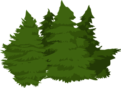 Evergreen Forest Illustration PNG image