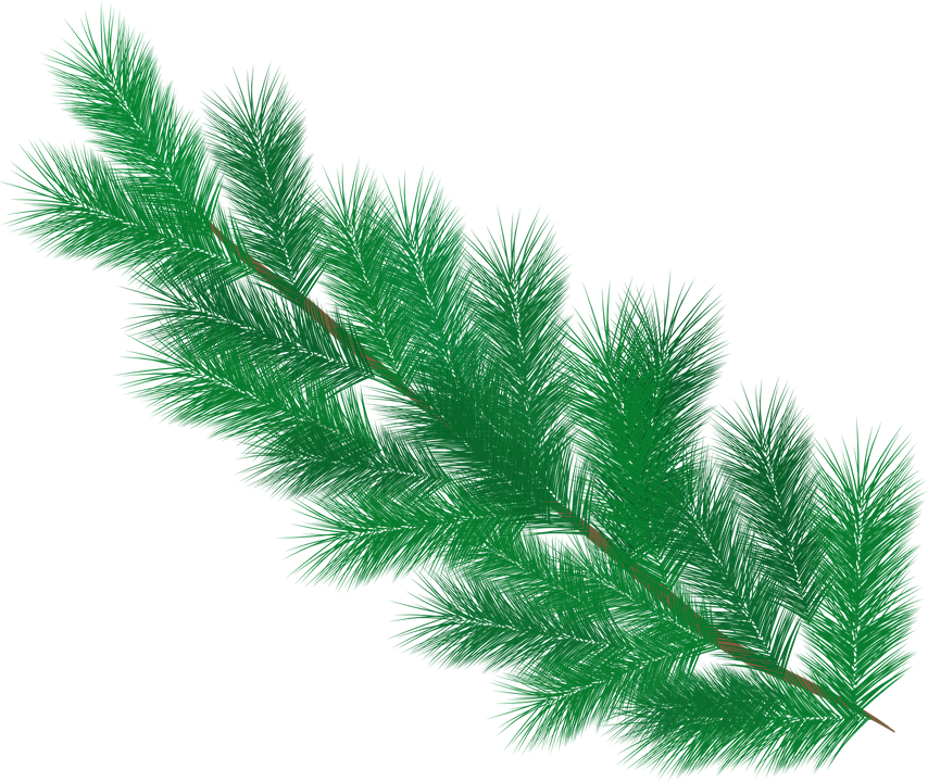 Evergreen Pine Branches.png PNG image