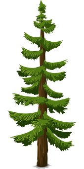 Evergreen Pine Tree Illustration PNG image