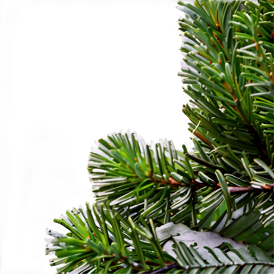 Evergreen Pine Tree Png 06212024 PNG image