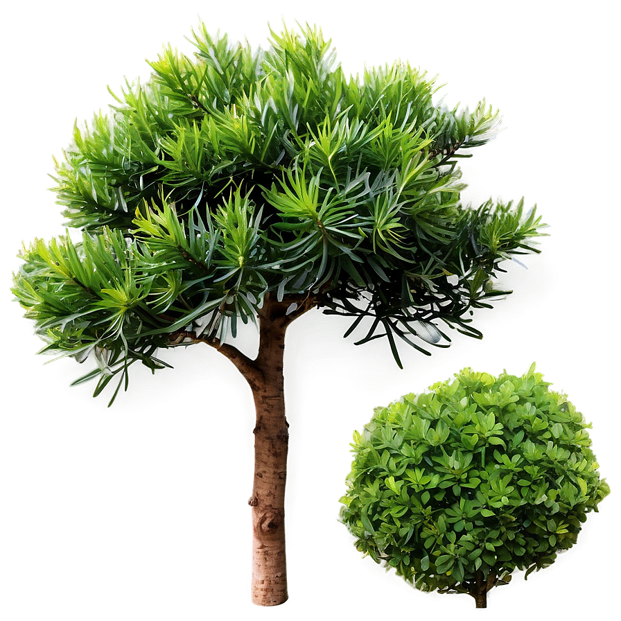 Evergreen Shrubs Png 06122024 PNG image