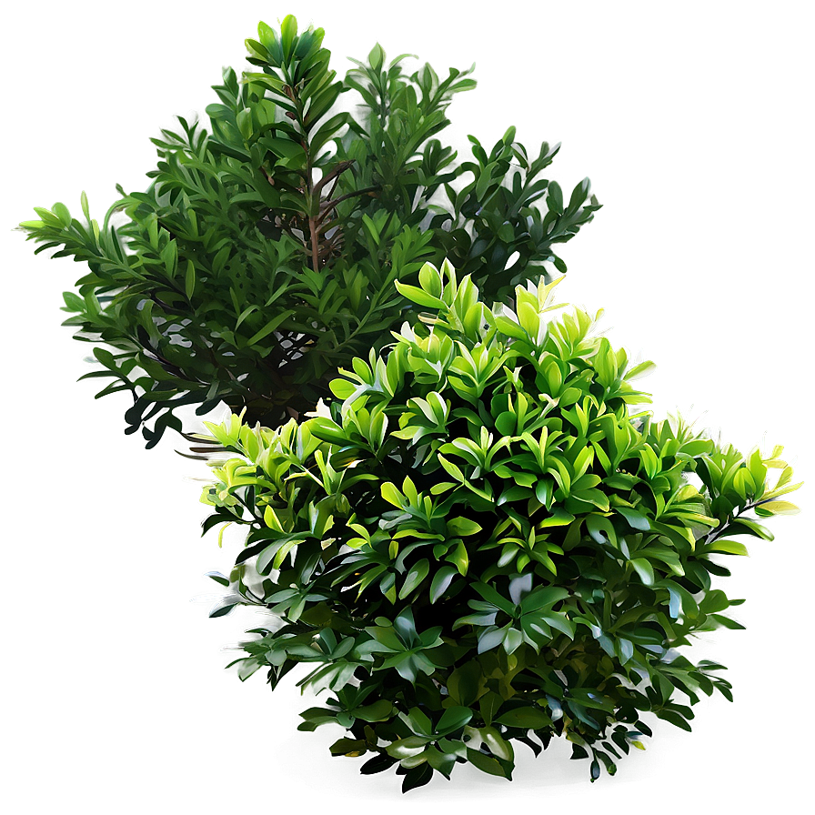 Evergreen Shrubs Png Lth PNG image