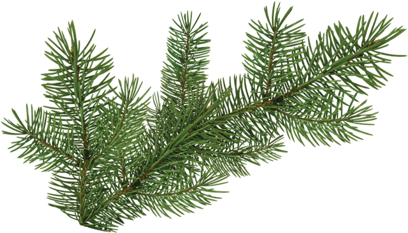 Evergreen Spruce Branch.png PNG image