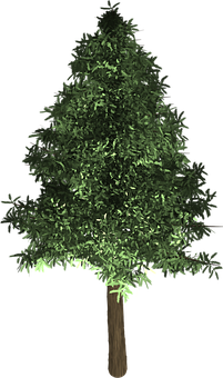 Evergreen Tree Graphic PNG image