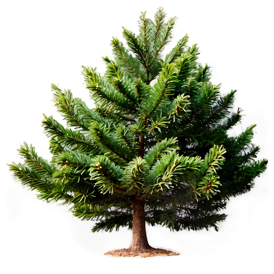 Evergreen Tree In Forest Png Ufy50 PNG image