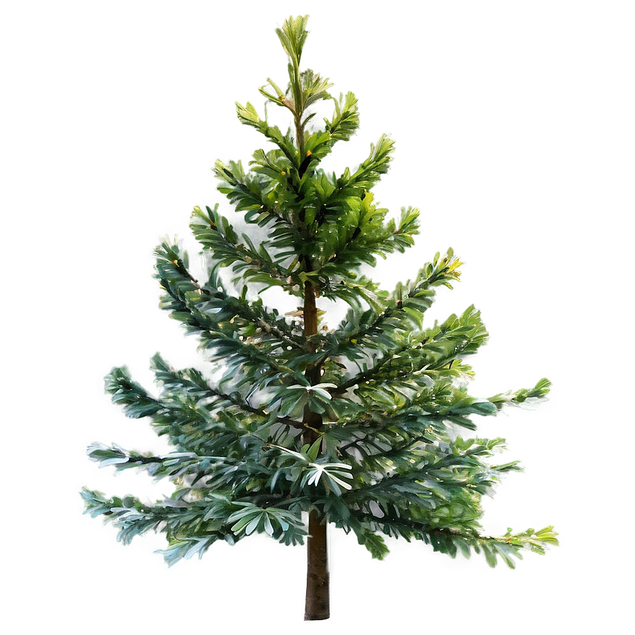 Evergreen Trees Png 05042024 PNG image